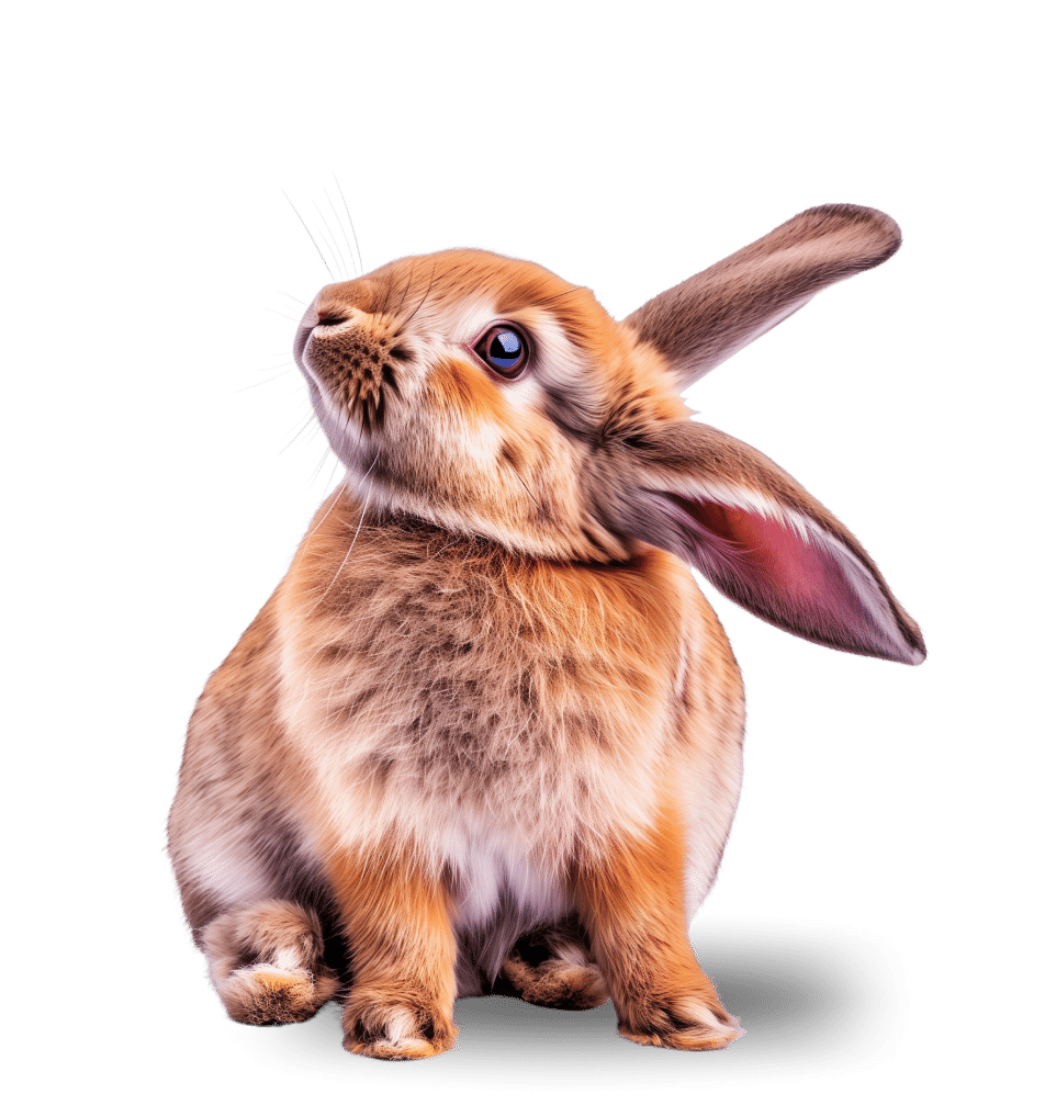 rabbit